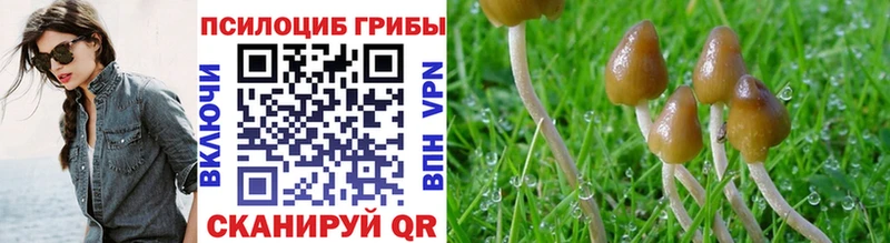 Галлюциногенные грибы Psilocybe  Менделеевск 